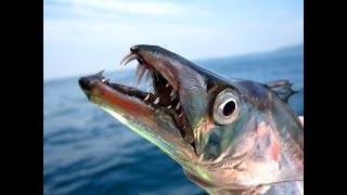 hairtail/ribbonfish fishing /澳洲白带鱼攻略/澳洲白帶魚攻略