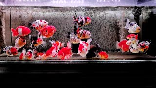 The best quality goldfish aquarium | Beautiful goldfish tank