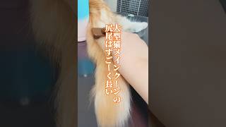 大型猫メインクーンの尻尾がめっちゃ長い！【mainecoon cat】#shorts