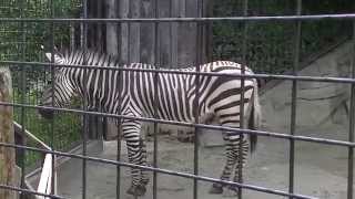 ハートマンヤマシマウマ（上野動物園）：Hartman's Mountain Zebra  (Ueno Zoo)