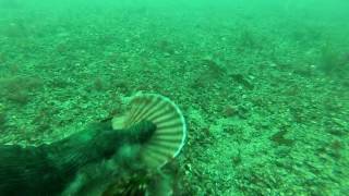 Pêche à la coquille St Jacques en Chasse sous-marine