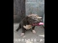 恶霸犬因主人没时间照料送给小丁，点名让黑豹盘它，好的必须安排 016