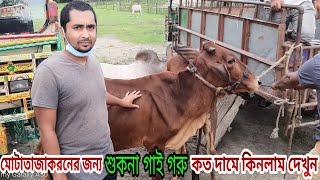 মোটাতাজাকরনের জন্য শুকনা গাই গরু ক্রয়।বসুনিয়া হাট।নীলফামারী।