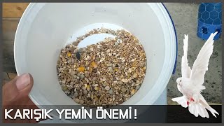 Güvercinlerde karışık yemin önemi!