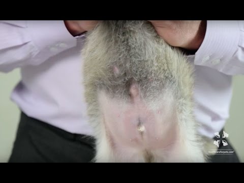 How common is umbilical hernia in puppies?