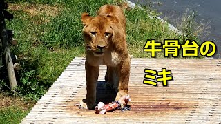 牛骨台のミキ　〜 Lion (ライオン)〜　～ 多摩動物公園 ～