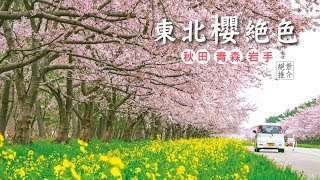 東北追櫻自駕遊！秋田 青森 岩手必到櫻名景｜日本旅遊自由行