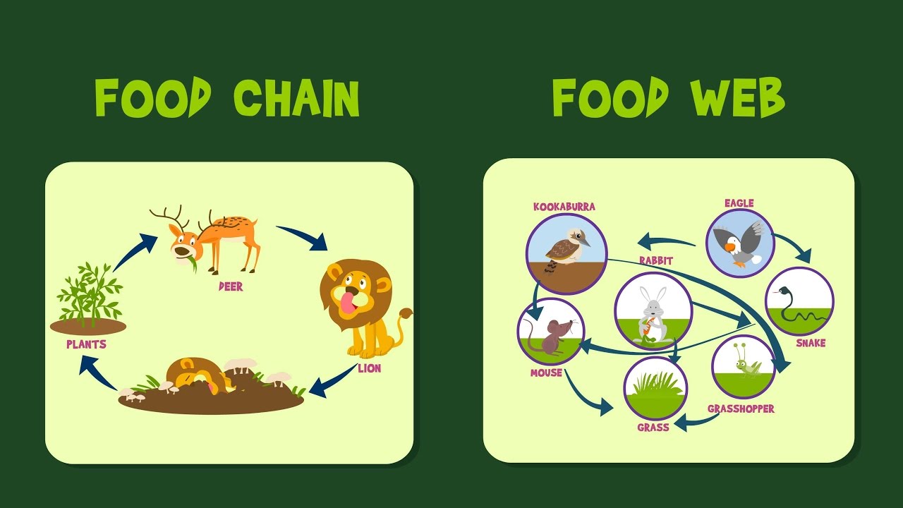 Food Chain | Food Web | Video For Kids - YouTube