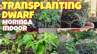 Transplanting our indoor dwarf Moringa ( malunggay ) | zone 3 Manitoba Canada