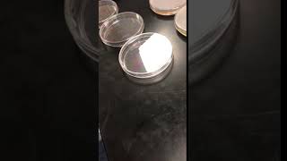 Agar into Petri Dishes