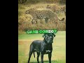 Cheetah VS All dog breeds #kangal #pitbull #rottweiler #cheetah