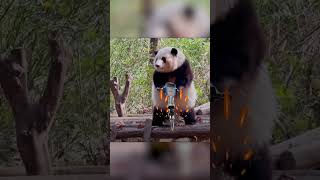 Panda-hehua taking electric drill