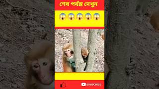 মা বানরটি অনেক চেষ্টা করে🐒 #shortvideo #viralvideo