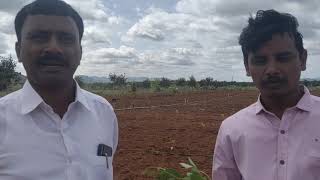 Mahogany plantation at yerradoddi village, kadiri mandal, anantapur (dist)