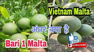 Bari 1 Malta और Vietnam Malta में अंतर क्या है। पूरा वीडियो देखना ना भूले।।