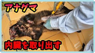 【狩猟】アナグマ、内臓を取り出す