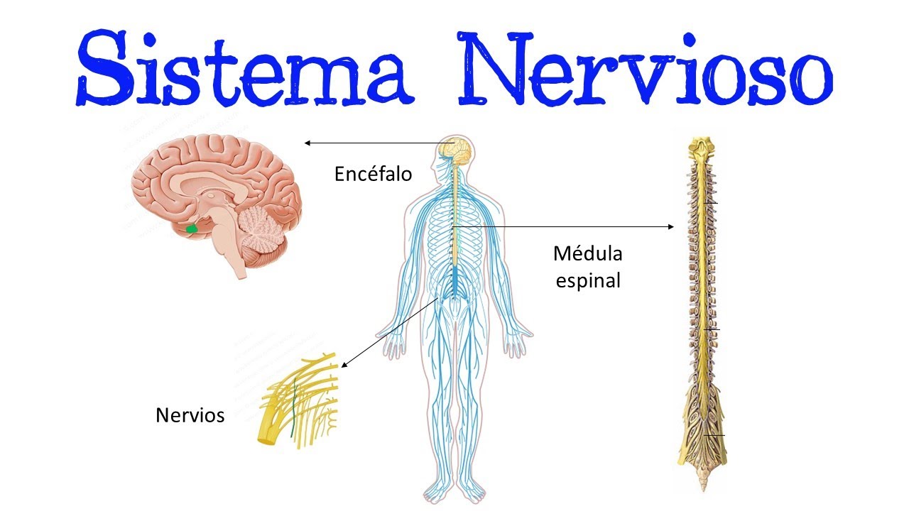Qué Es El Sistema Nervioso Fácil Y Rápido Biología Youtube