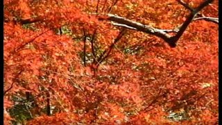 【動画+自作曲】房総の紅葉映像 ／千葉県鴨川市四方木／小櫃川／白岩橋付近／1994年11月／オリジナル動画 ※音声無