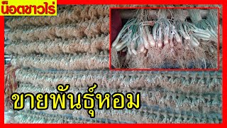 ขายพันธุ์หอมแบ่ง อ.ชัยบาดาล จ.ลพบุรี #น็อตชาวไร่