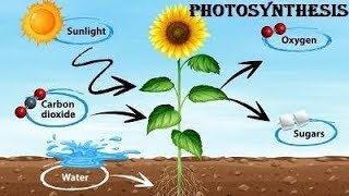 പ്രകാശസംശ്ലേഷണം |Biology | കേരള പി.എസ്.സി l lp up l Ldc#lpup #ldc2024#psc #lpupassistant #pscclasses