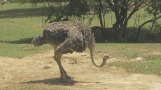 Ostrich - Educational Adventures