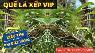 Lan Quế lá xếp VIP đẹp, giá mềm | Vườn lan rừng TRỌNG MBS