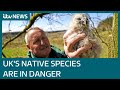 UK among worst countries in the world for protecting native animals and plants | ITV News