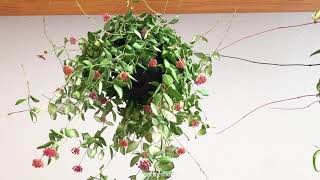 Hoya Plant Chat 🌱 Substrates and Propagation