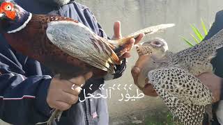 طائر التدرج ، طائر الفيزون  ،                faisan colchide  , faisan  , ring-necked pheasant