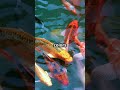 All About Koi Fish! 🐟 | Fun Facts for Kids #education #science #shortsviral #shorts #koi #short