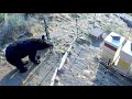 Many bears at the bee hives and how I saved them