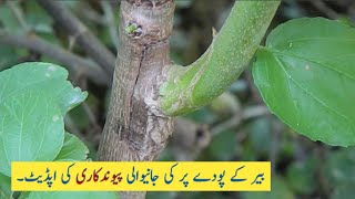 Update of apple bair that GRAFTED on desi bair...!¡