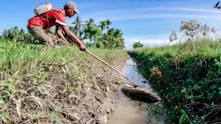 nyetrum ikan gabus besar di irigasi sawah... lihat reaksi penyetrum hampir pingsan karna kualahan