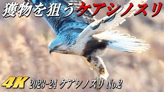 【ケアシノスリ 2024年第２弾】獲物を狙い何度も草原に突っ込むケアシノスリ！！