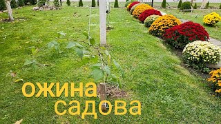 Ожина садова Нова культура в саду Висадка