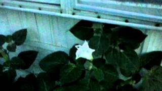 Realtime video of moonflower blooming