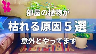 【インテリア】部屋の植物が枯れる原因5つを園芸農家が教えます