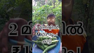 2 മിനിറ്റിൽ 120 രൂപ കിട്ടി #vlog #shortvideo #youtubeshorts #farming