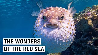 Explore the Red Sea: A Journey into Marine Life and Coral Reefs