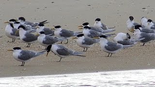 Scamander \u0026 Beaumaris Beaches with Crested Terns, Kelp Gull, Pacific Gull, and a Starfish