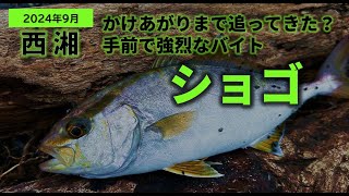 【西湘サーフ】ボトムからかけあがりを狙ってみた【ライトショアジギング】