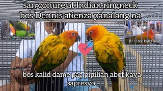 ep #97 sun conure at indian ringneck bos dennis panalang na. bos kalid RF dame maganda sakto presyo.