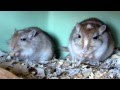 mice love noodles rennmaus gerbil mice love noodles rennmaus gerbil