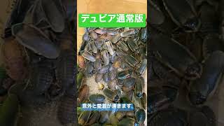 デュビア(ゴキブリ) #animal #reptile #lizard は脱皮後が綺麗！