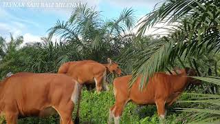 MANFAAT SAPI DI PERKEBUNAN KELAPA SAWIT