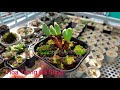 conophytum bilobum p1 bụi khủng siêu to 130 đầu