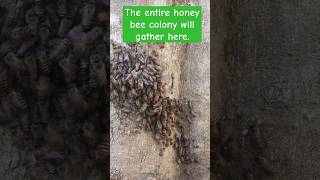 The entire honey bee colony will gather here.😱😱 | Tropical Forest Bees #tropicalforestbees