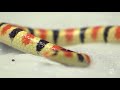 how this snake swims under sand sciencetake