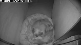 Pomeranian labour and giving birth to 3 puppies 2019 October 27 10:38 pm