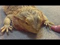 フトアゴヒゲトカゲ☆おちょこさんに報告した結果 bearded dragon